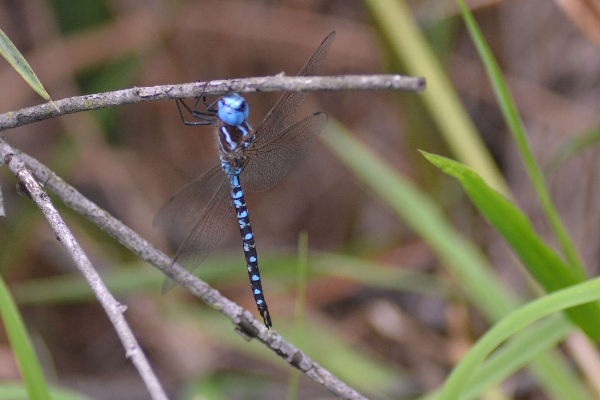 Image of Spatterdock Darner