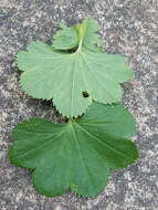 Image of Alchemilla baltica Sam. ex Juz.