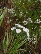 Phylica ericoides var. ericoides resmi