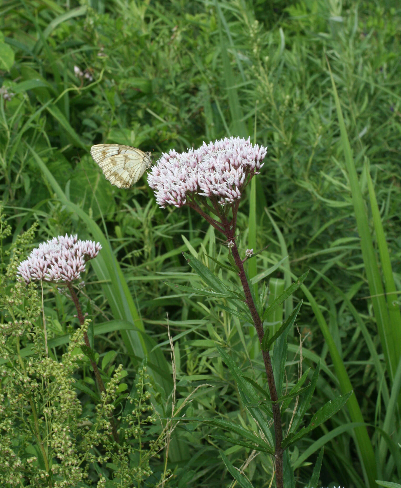 Eupatorium lindleyanum DC. resmi