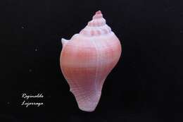 Image of West Indian crown conch