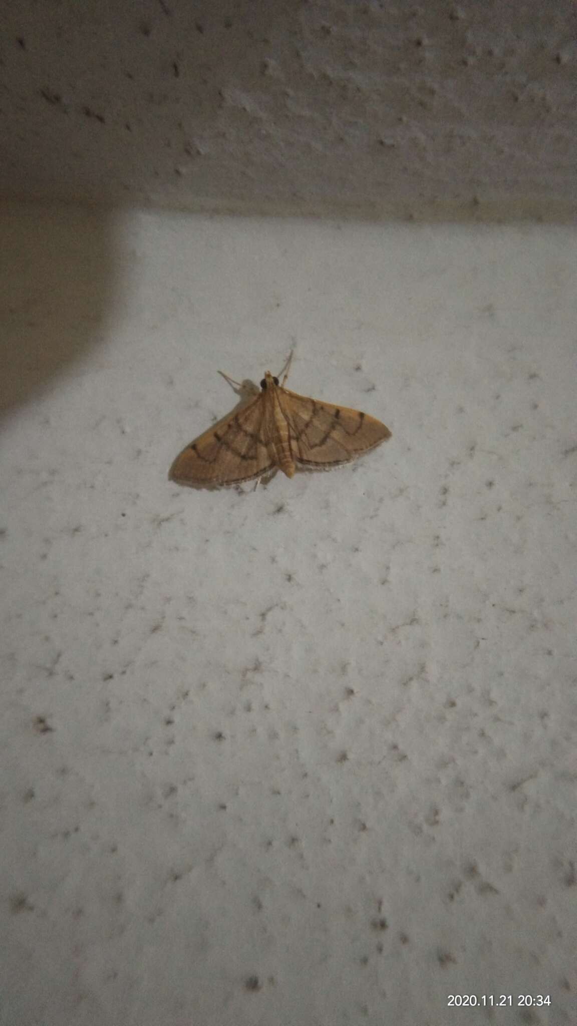 Image of Bean-leaf Webworm Moth