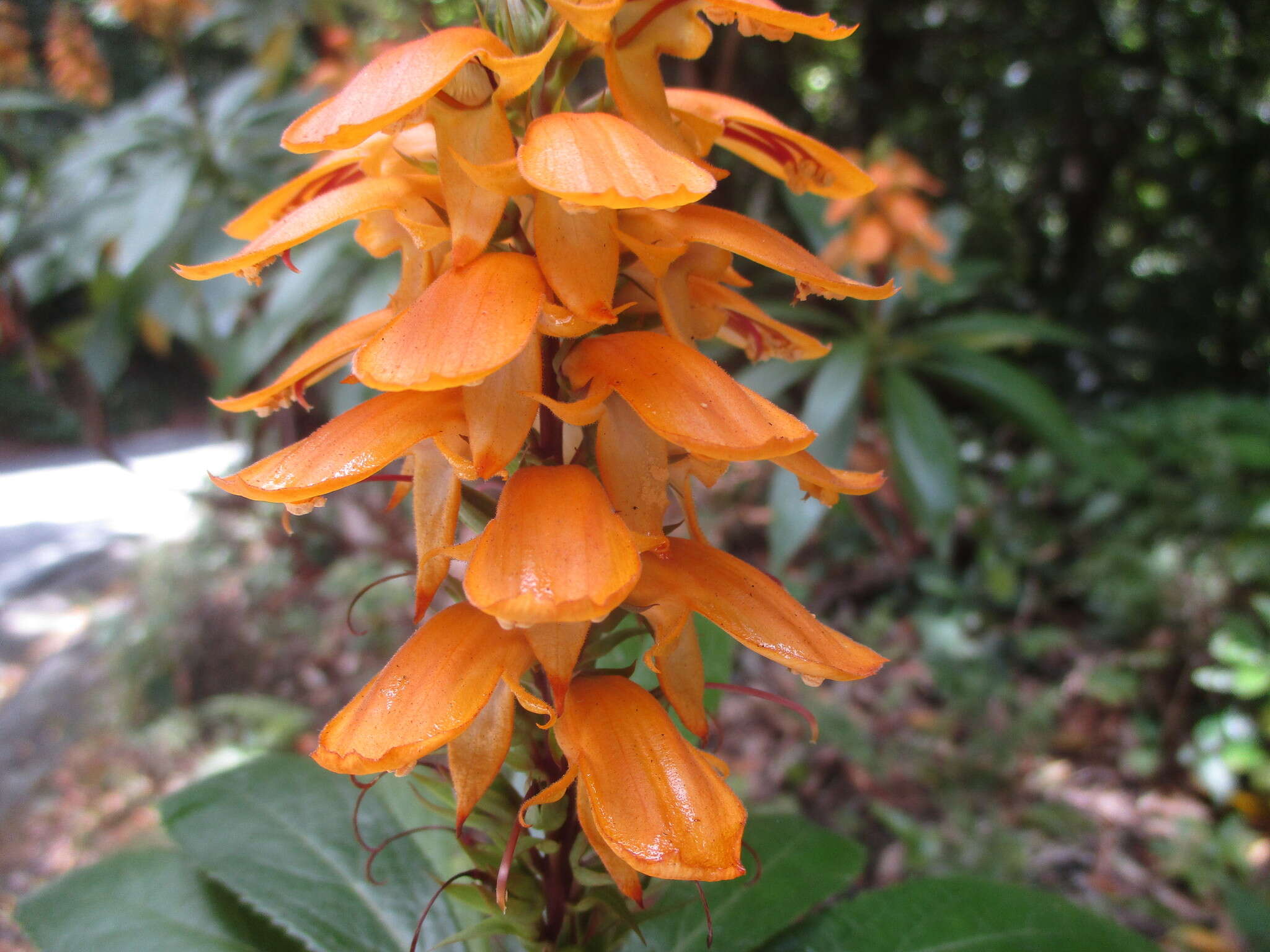 Imagem de Digitalis canariensis L.