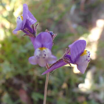 Image of Linaria algarviana Chav.