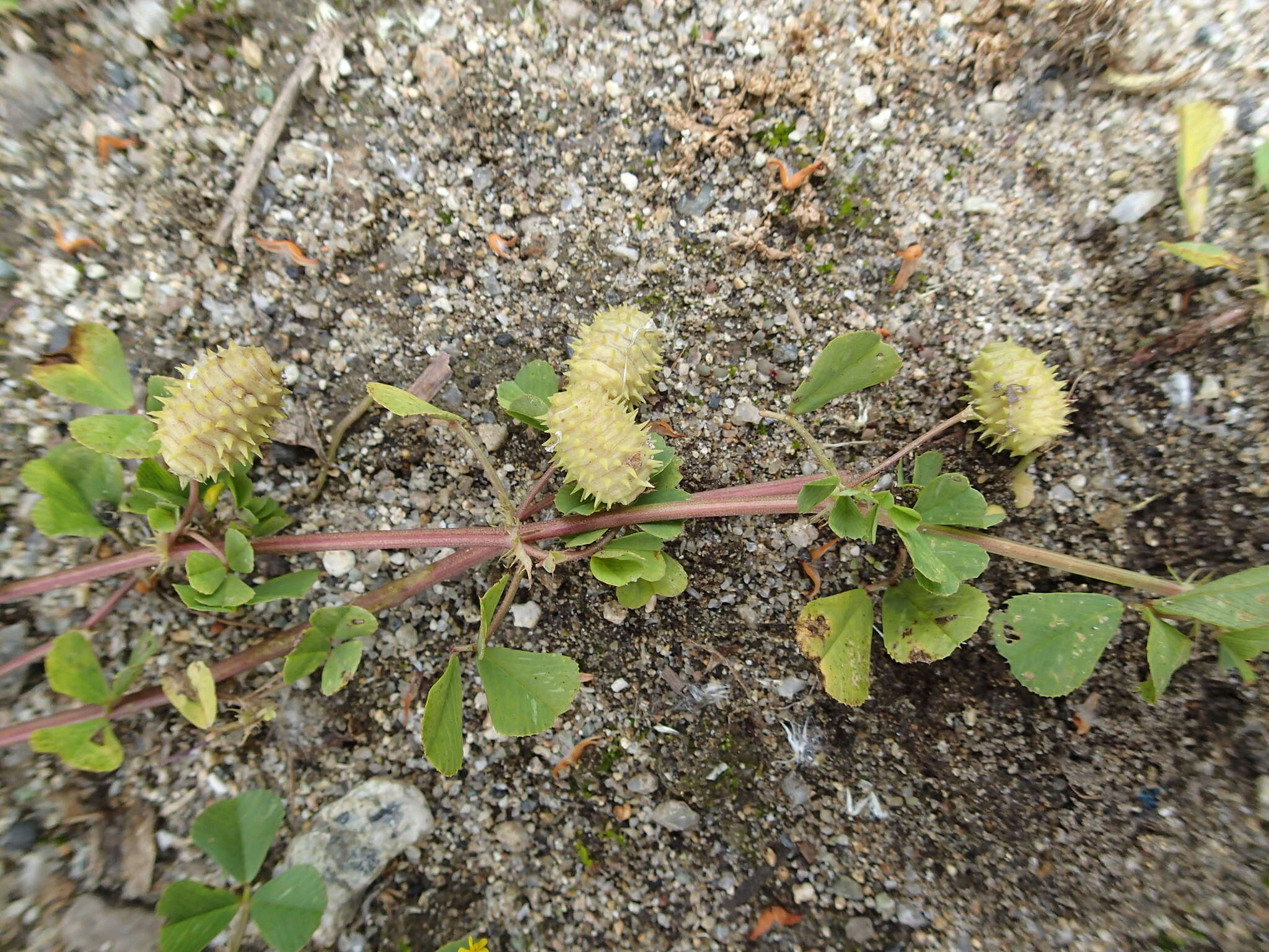 Image of Medicago murex Willd.