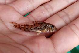 Imagem de Corydoras flaveolus Ihering 1911