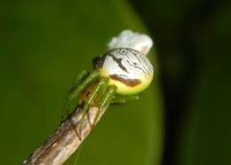 Image of Bijoaraneus praesignis (L. Koch 1872)