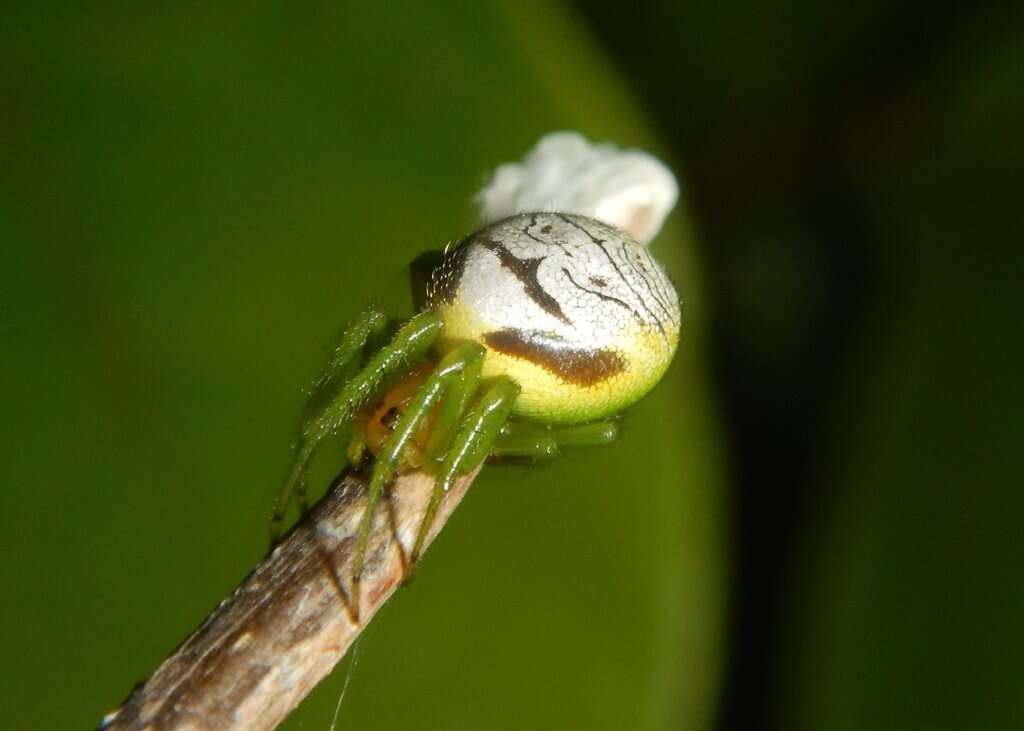 Image of Bijoaraneus praesignis (L. Koch 1872)