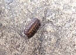 Image of Pillbug