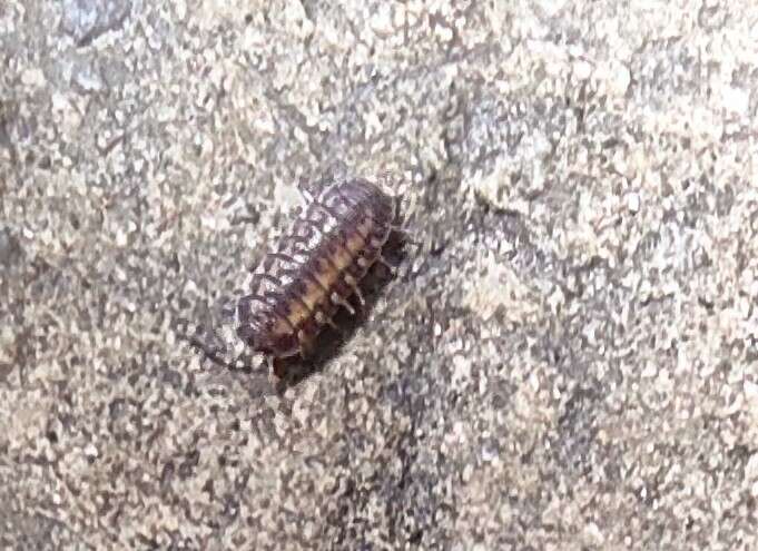 Image of Pillbug