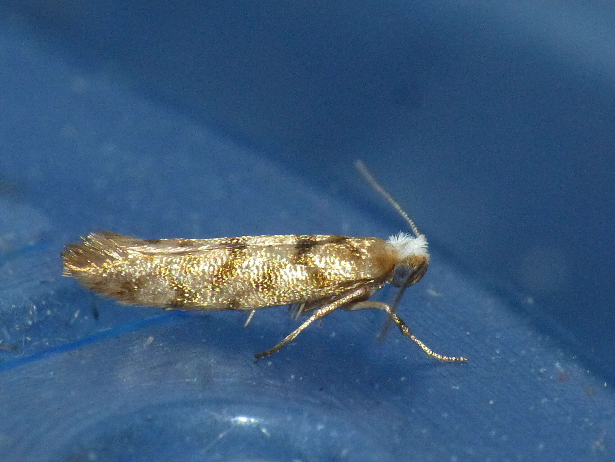 Imagem de Argyresthia alternatella Kearfott 1908