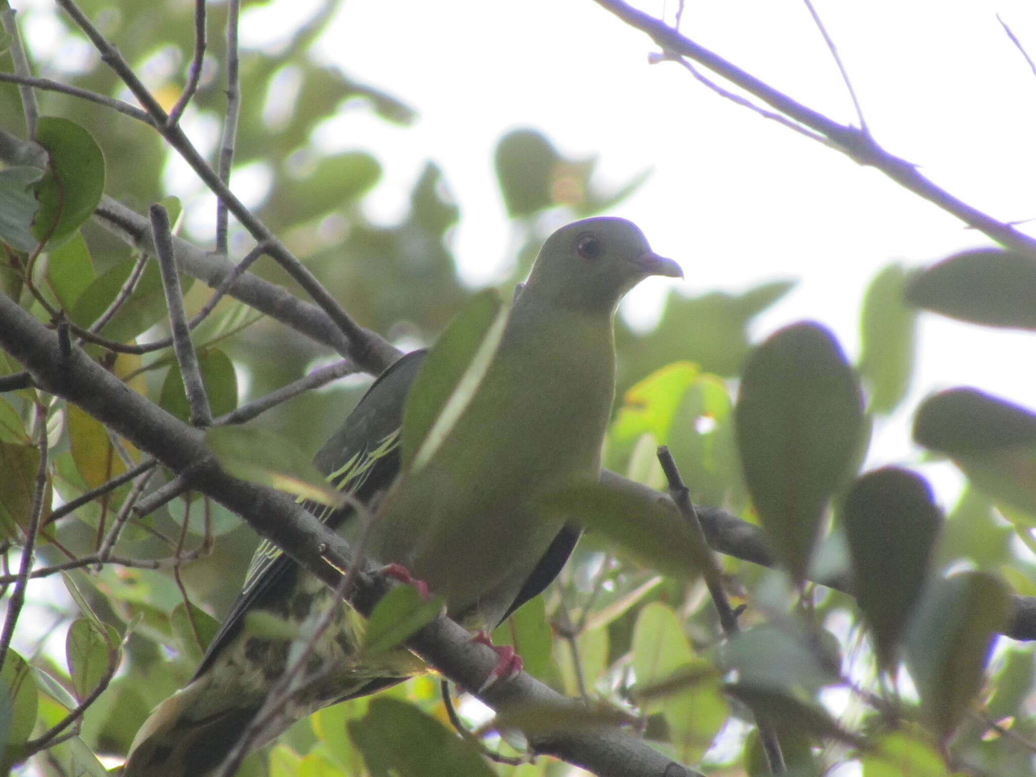 Imagem de Treron fulvicollis (Wagler 1827)