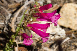 Слика од Penstemon newberryi Gray