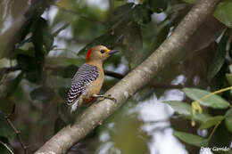 Image of Yucatan Woodpecker