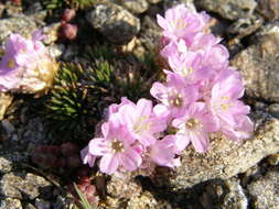 Image of Armeria caespitosa (Ortega) Boiss.