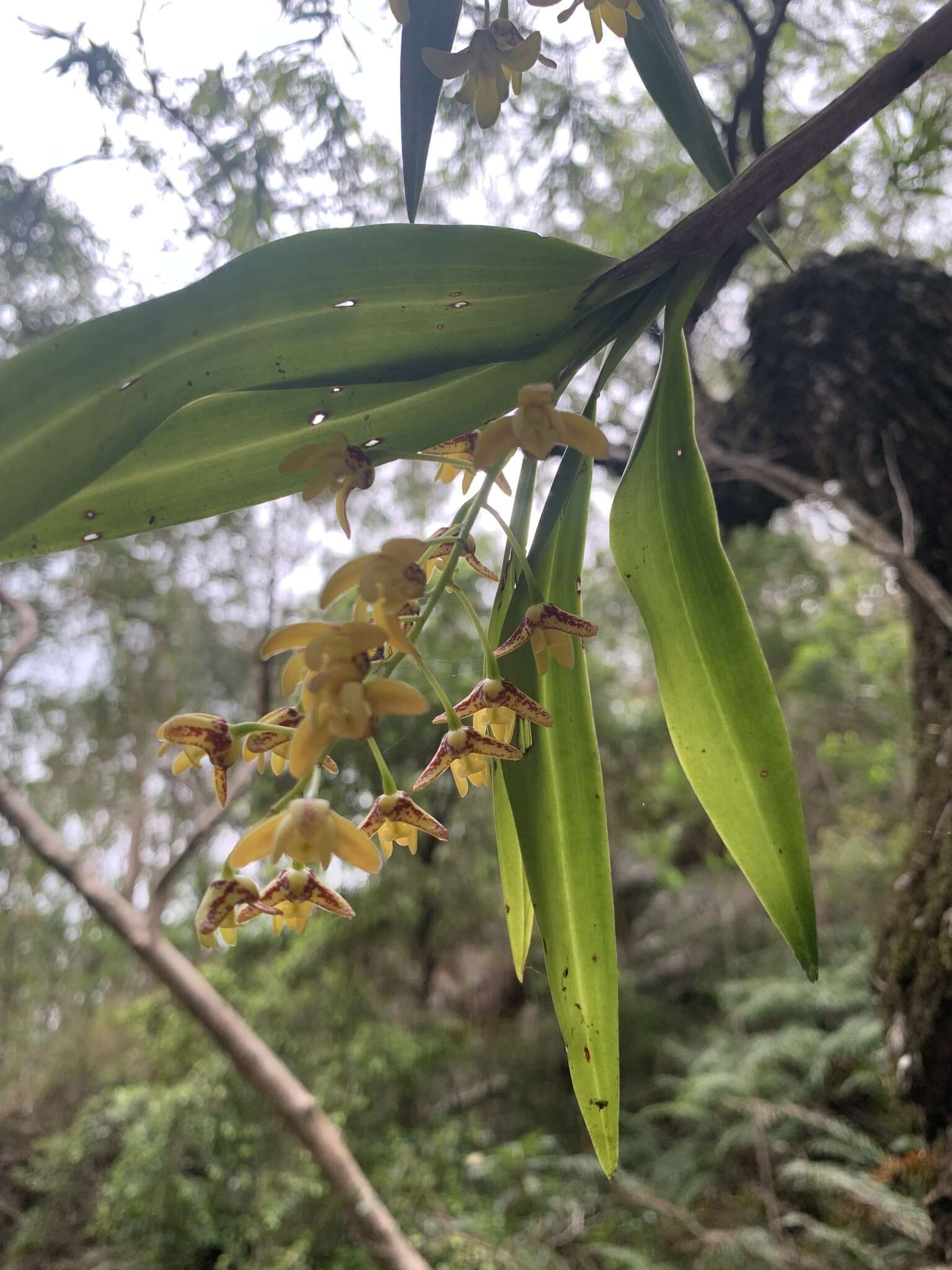 Слика од Dendrobium gracilicaule F. Muell.