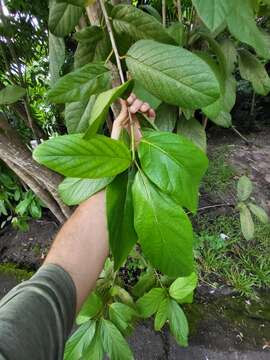 Plancia ëd Cordia rickseckeri Millsp.