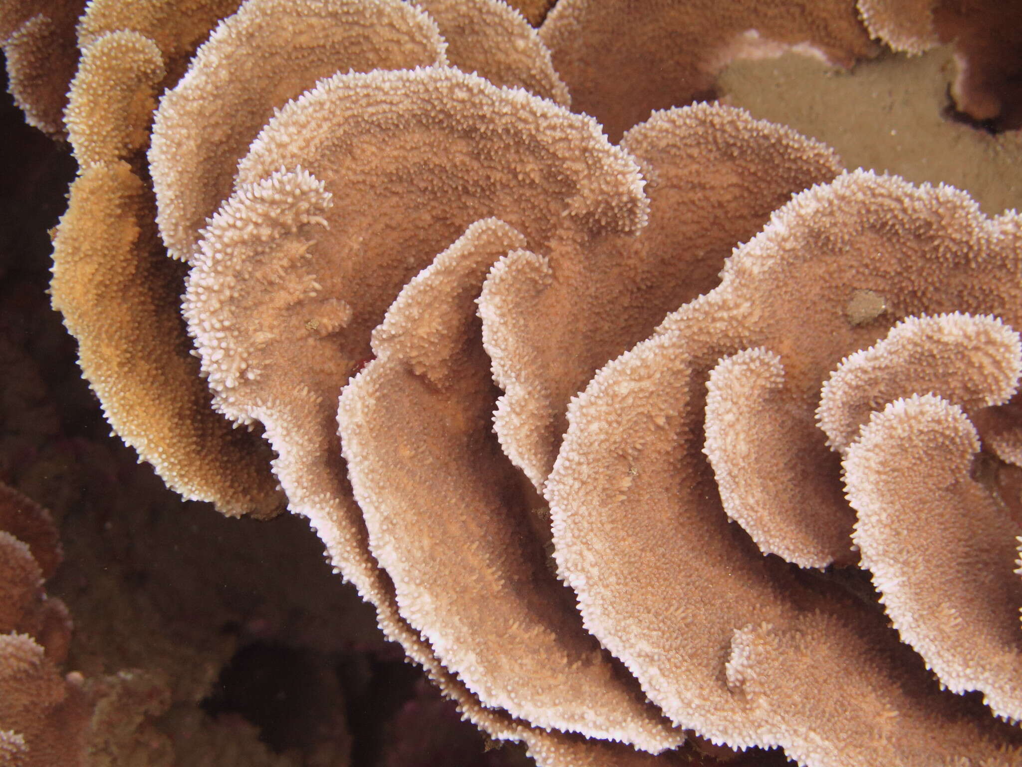 Image of Rice coral