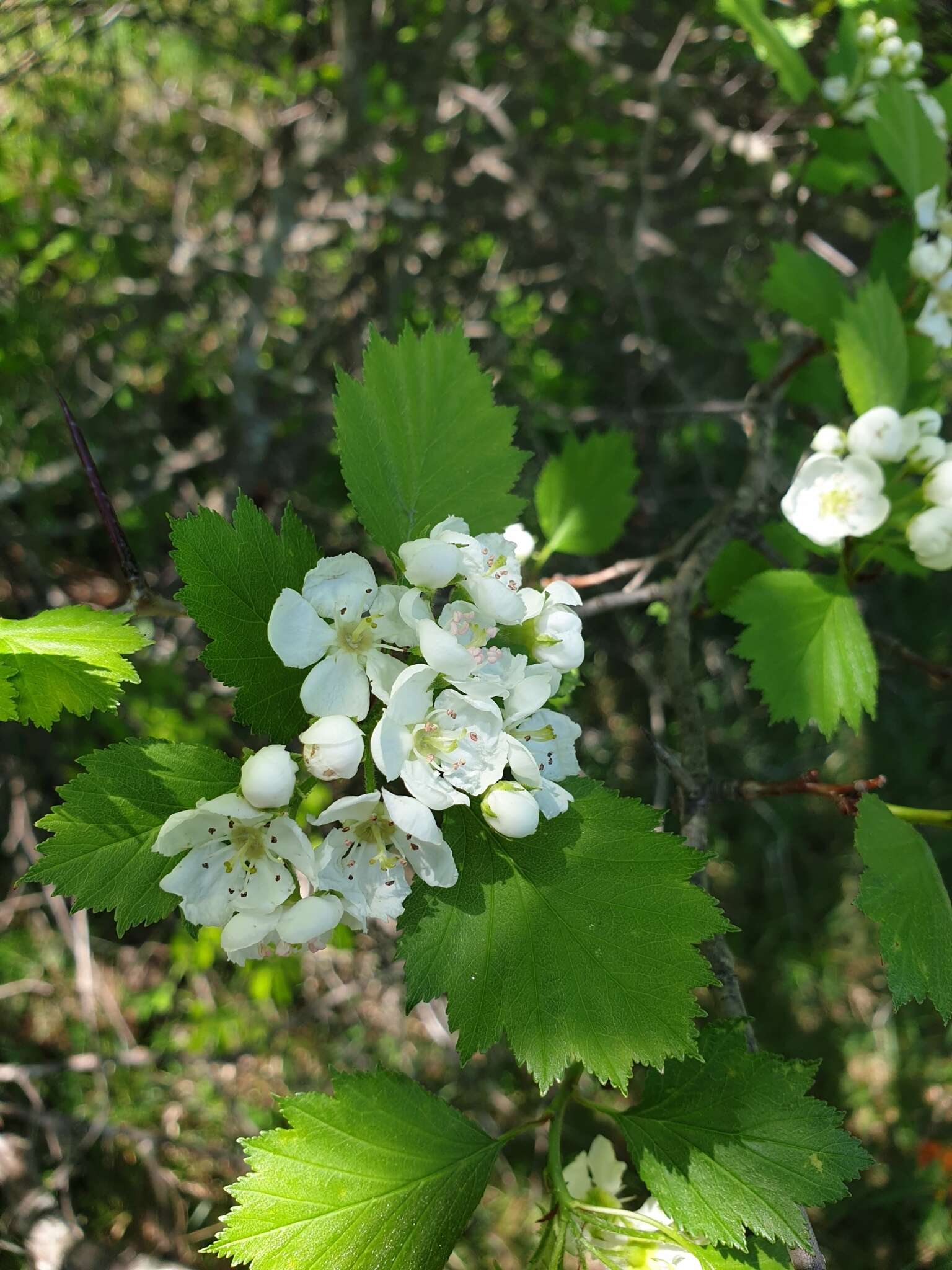 Image of Crataegus flabellata var. flabellata