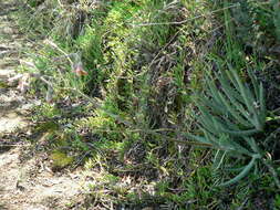 Image of Cotyledon orbiculata var. dactylopsis Tölken