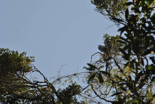 Plancia ëd Leptosomus discolor discolor (Hermann 1783)