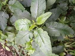 صورة Crambe strigosa L'Hér.