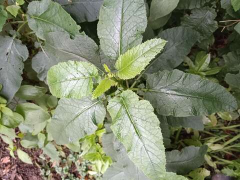 صورة Crambe strigosa L'Hér.