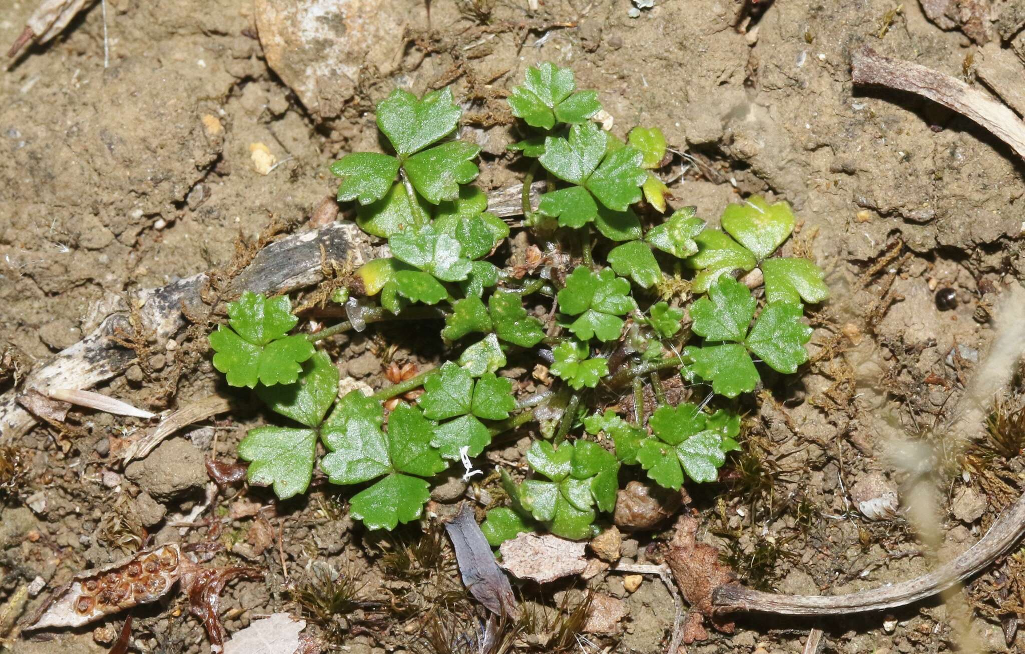 Image of Australian hydrocotyle