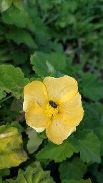 Abutilon sonneratianum (Cav.) Sweet的圖片