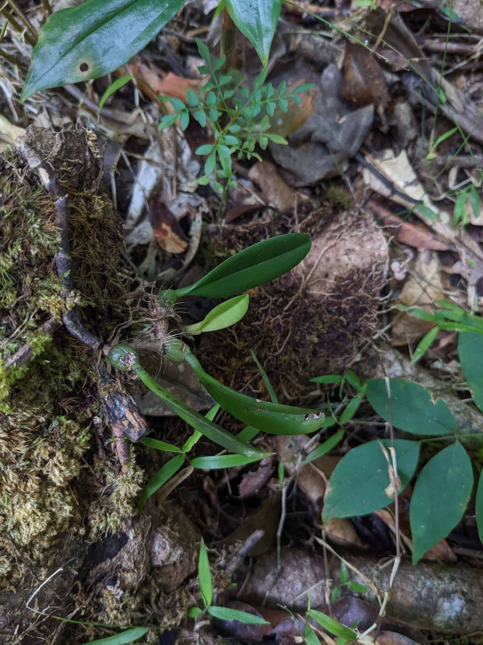 Image of Bulbophyllum baileyi F. Muell.