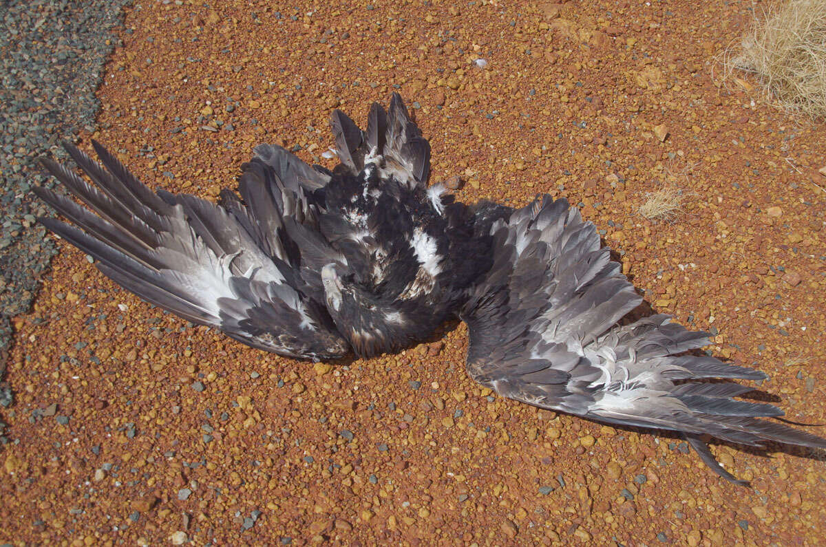 Image of Aquila audax audax (Latham 1801)