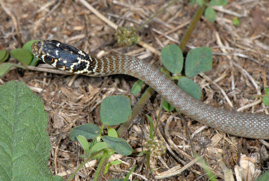 Image of Hierophis viridiflavus viridiflavus (Lacépède 1789)