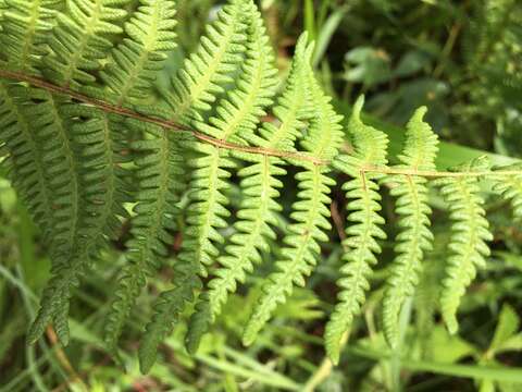 Image of eastern marsh fern