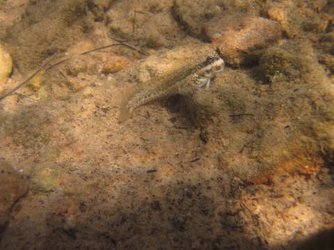 Image of Blenny