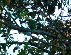 Image of Saffron-headed Parrot