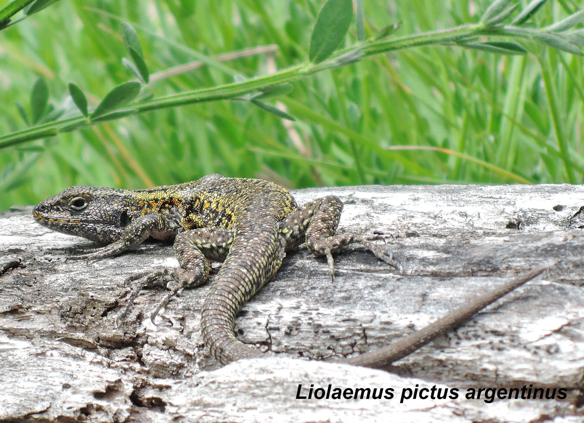 صورة Liolaemus pictus (Duméril & Bibron 1837)