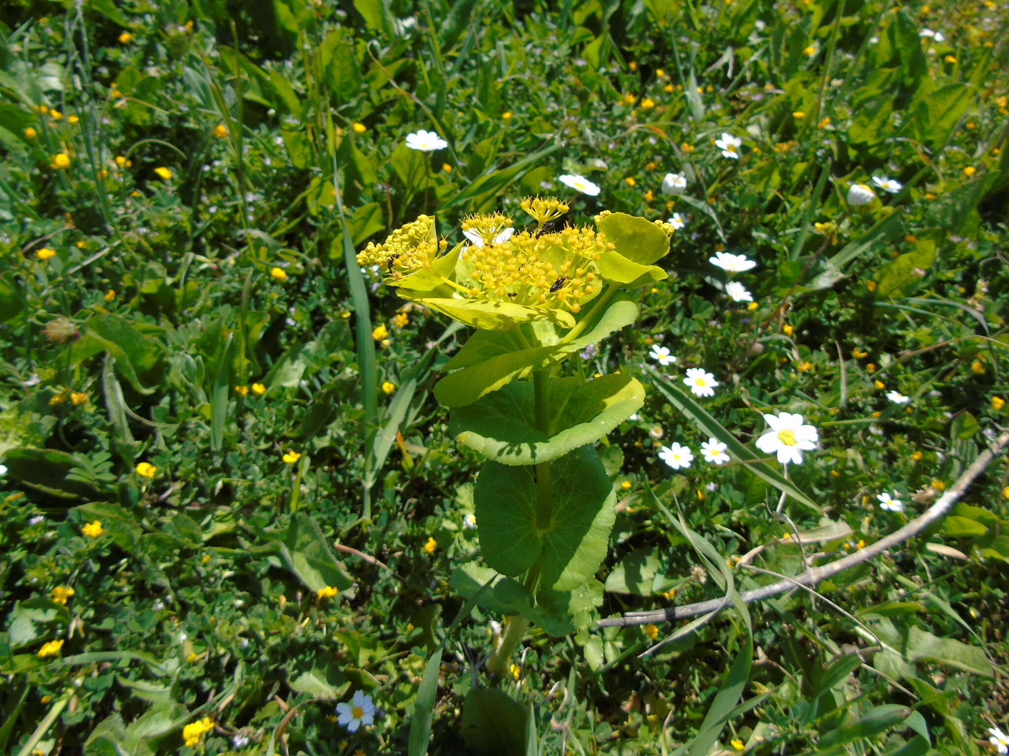 Image of Smyrnium perfoliatum subsp. rotundifolium (Mill.) Bonnier & Layens