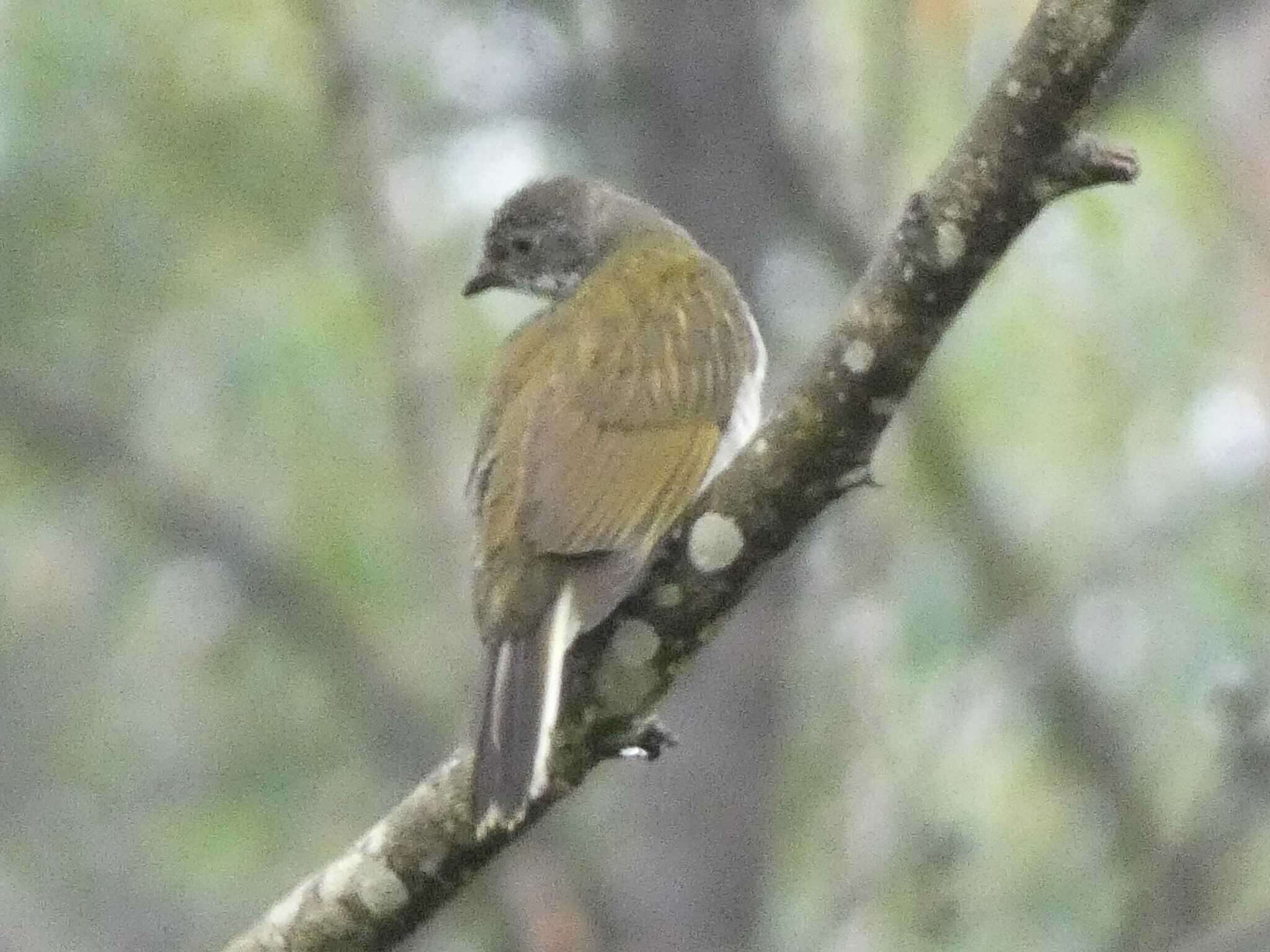 Image of Scaly-throated Honeyguide