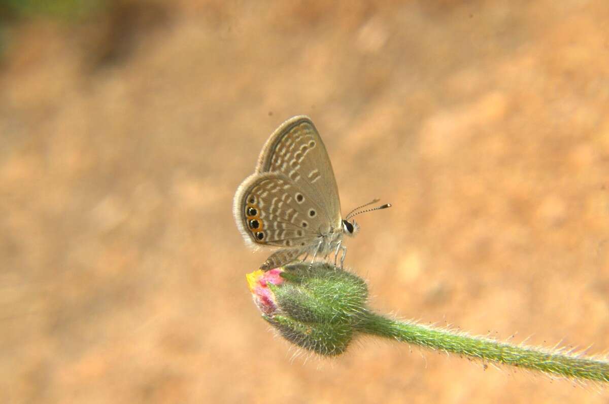 Image of Grass jewel