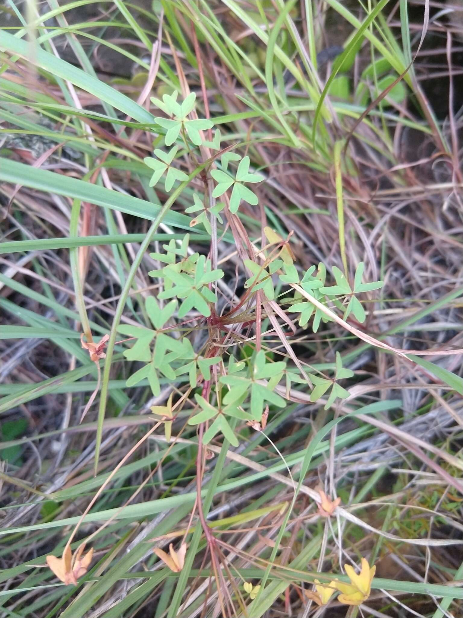 Image of Oxalis bifida Thunb.