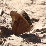 Image of Junonia nigrosuffusa Barnes & McDunnough 1916