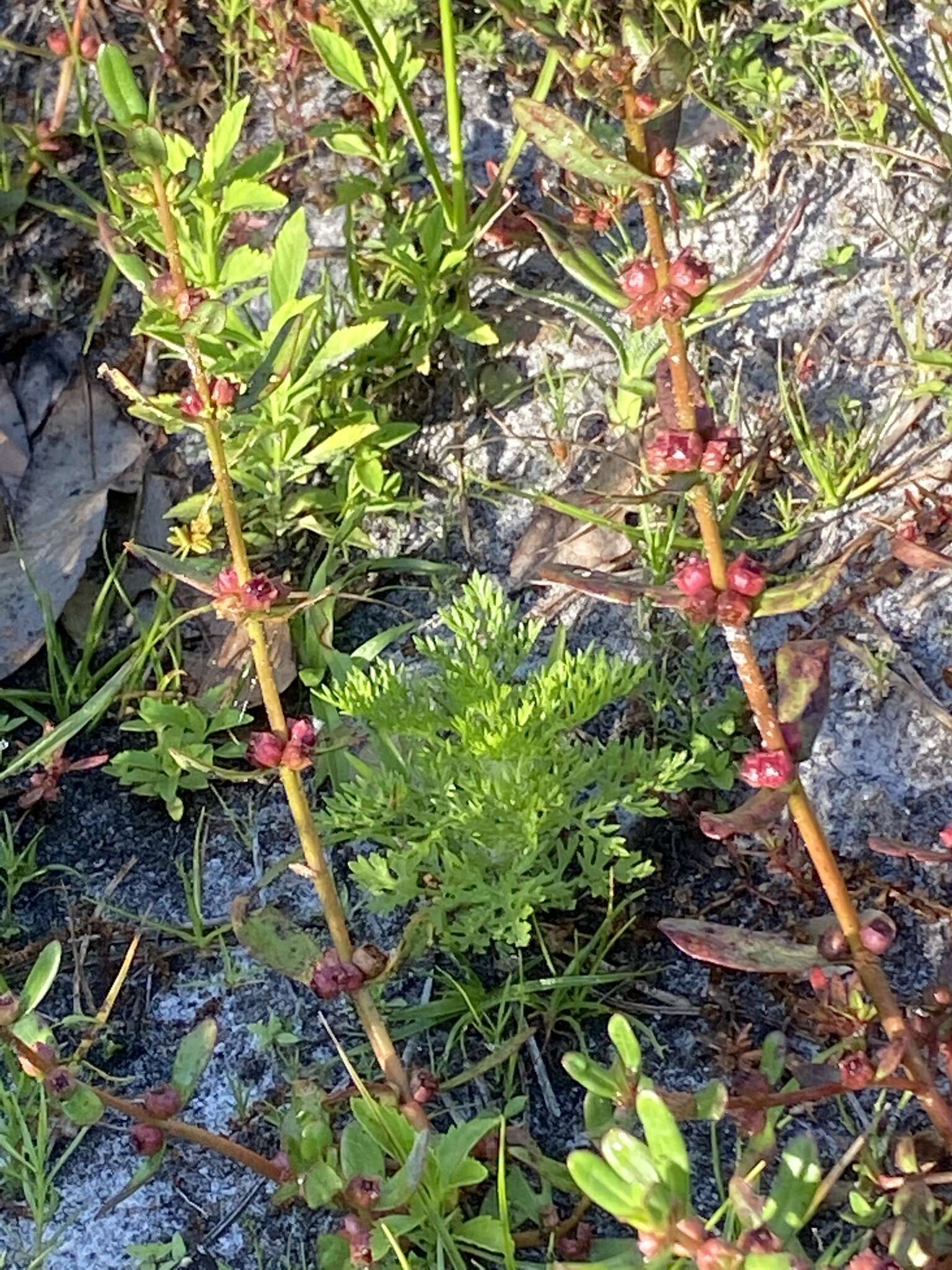 Ammannia latifolia L.的圖片