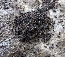 Image of Odorous House Ant