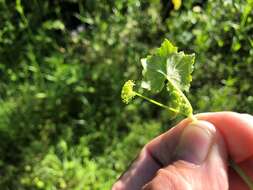 Imagem de Hydrocotyle acutiloba (F. Müll.) Wakef.