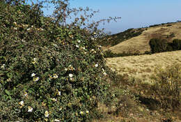 Image of Rosa abyssinica R. Br.