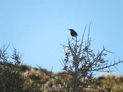 Image of Band-tailed Earthcreeper