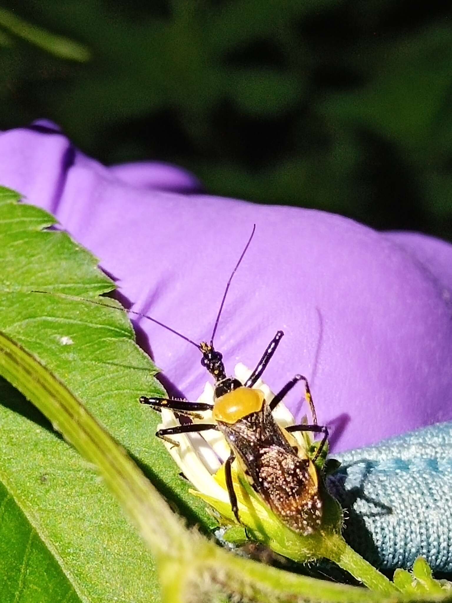 Image of Biasticus flavus (Distant 1903)