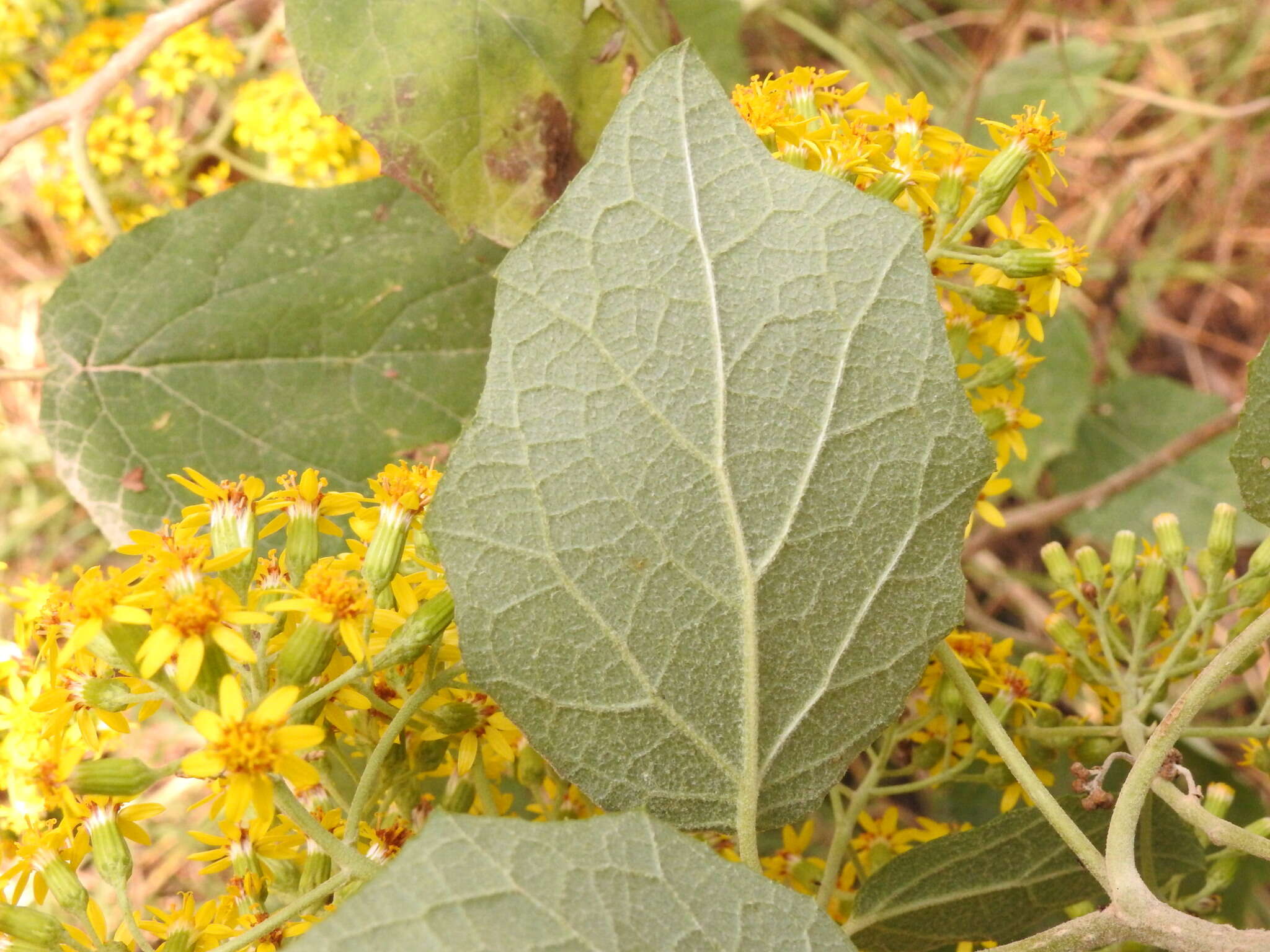 Image of Roldana aschenborniana (Schau.) H. Rob. & Brettell