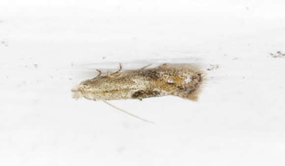 Image of Bucculatrix pomifoliella Clemens 1860