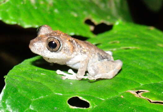 Image of Pristimantis pardalis (Barbour 1928)